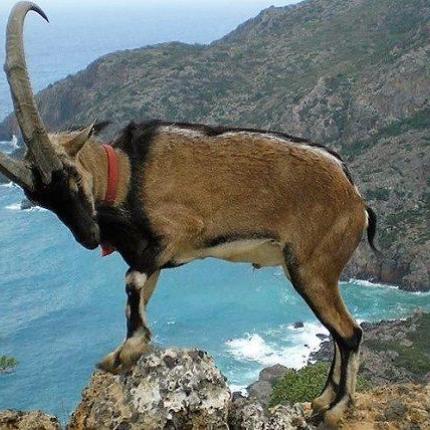 κρι κρι