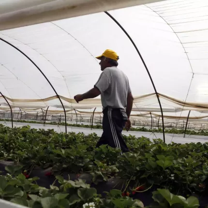 θερμοκήπια