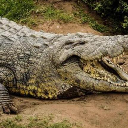 κροκοδειλος