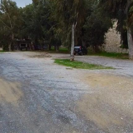 Ευκάλυπτος