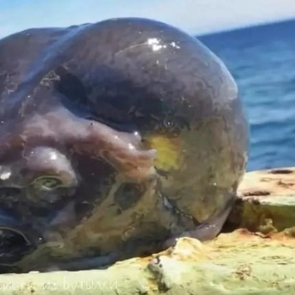 εξωγήινο ψάρι