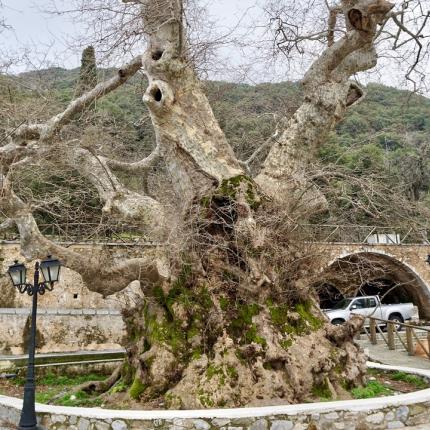 πλατανος κρασι