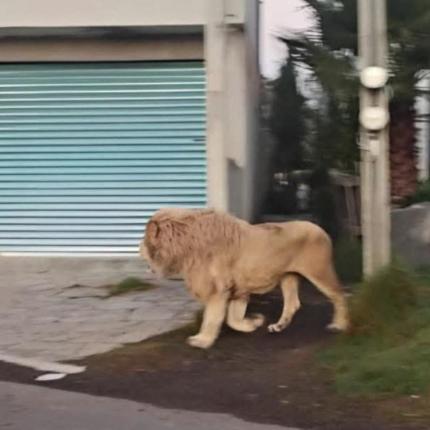 Λιοντάρι Μεξικό