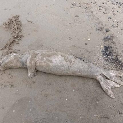 νεκρη φωκια