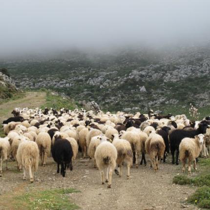 αρνιά