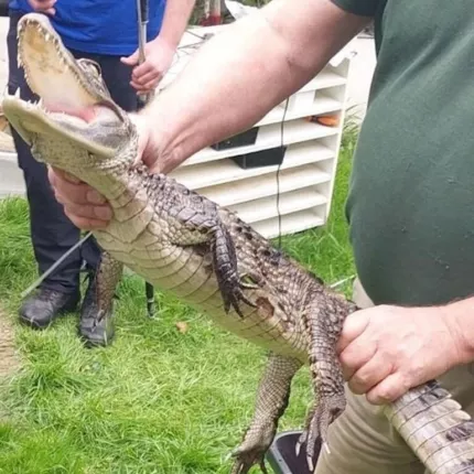 αλιγατορας