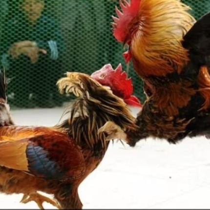 κοκορομαχια