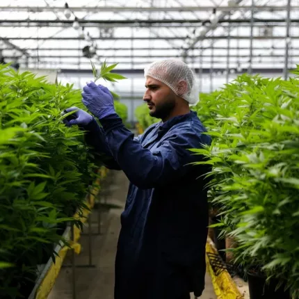 φαρμακευτικη κανναβη