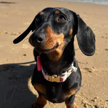 σκυλος αυστραλια