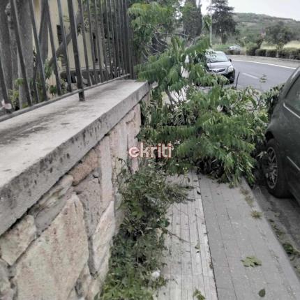 δέντρο