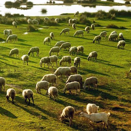 Βοσκοτόπια