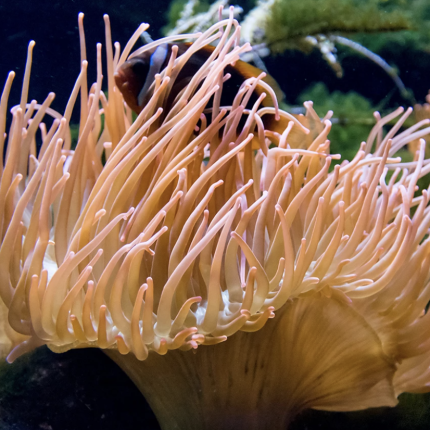 ανεμώνη, θάλασσα, τσίμπημα