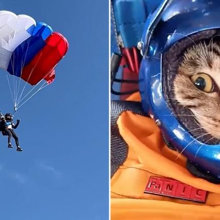 γάτα ελεύθερη πτώση