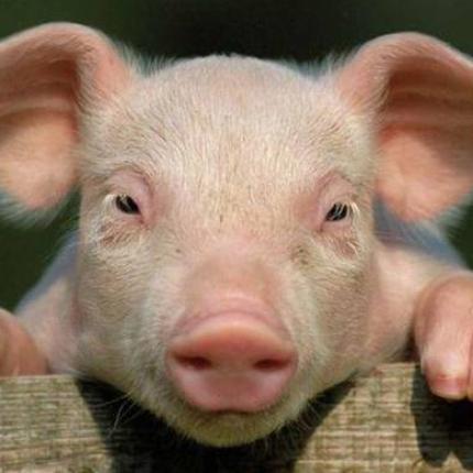 γουρουνάκι