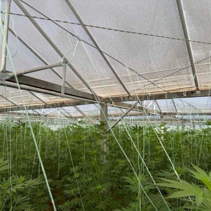 φυτεία κάνναβης