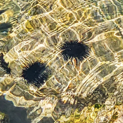 αχινός, θάλασσα, καλοκαίρι