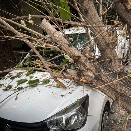 πτώση δέντρου