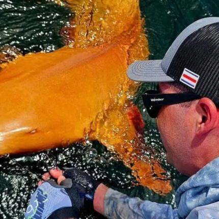 πορτοκαλί καρχαρίας