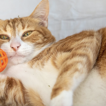 γάτα, παιχνίδι