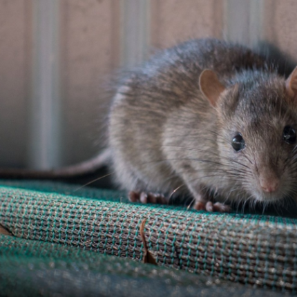 ποντίκια, φάκες