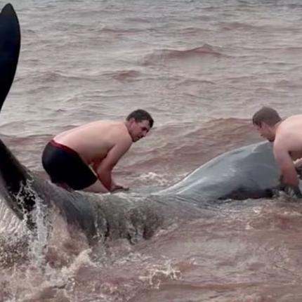 διάσωση φάλαινες