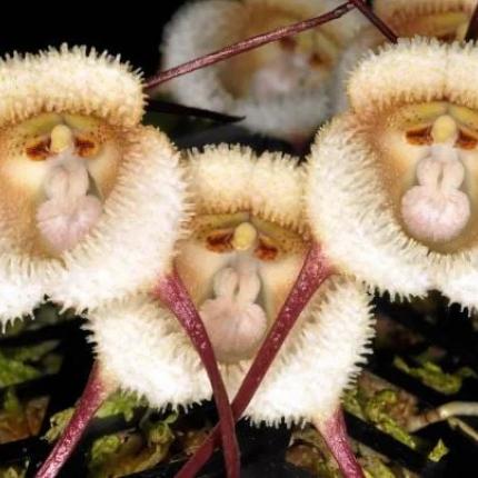 ορχιδέες με πρόσωπο πιθήκου