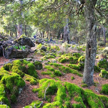 δασος κρουστας