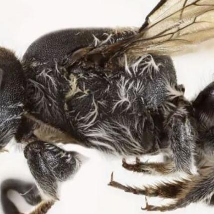 Σπάνια Μέλισσα