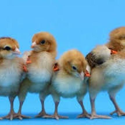 κοτοπουλάκια, έρευνα