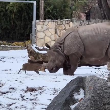 ελάφι ρινόκερος