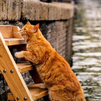 γάτα άμστερνταμ