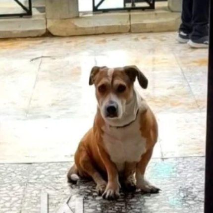 Λαμία σκύλος