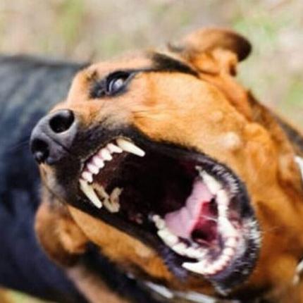 τσοπανόσκυλο