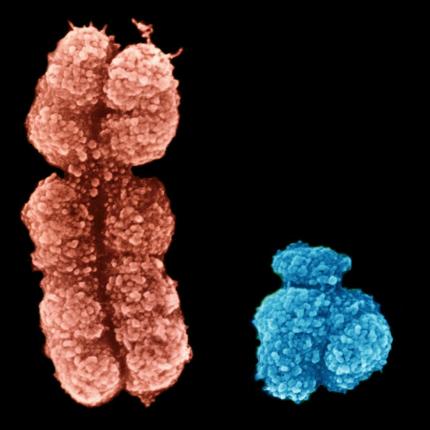 χρωμόσωμα Υ 