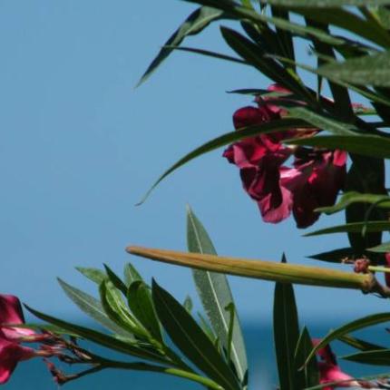 πικροδάφνη