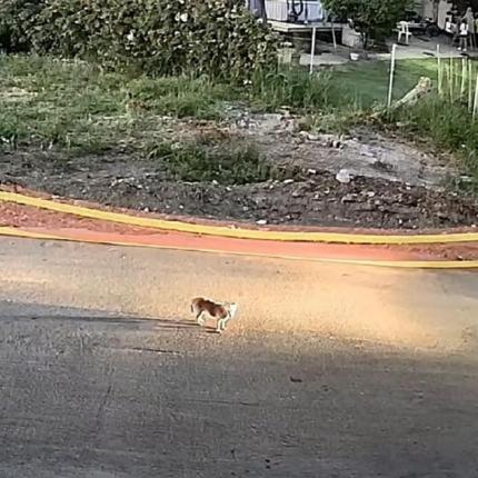 Σκύλος Γαστούνης