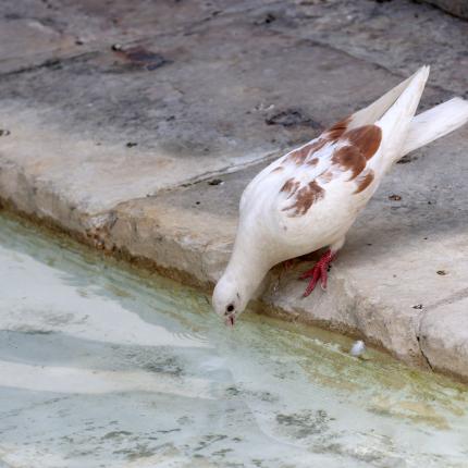 καυσωνας ηρακλειο 
