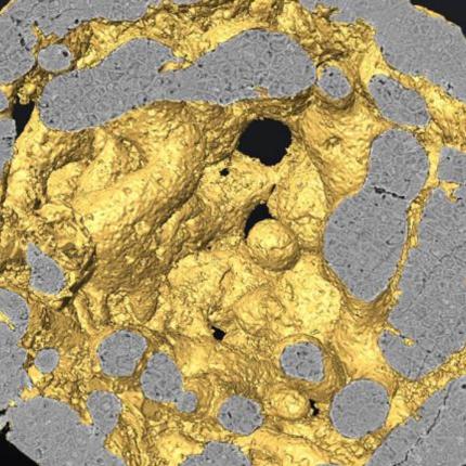 πρωτο έμβρυο.jpg