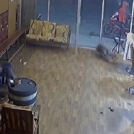 Αγριογούρουνο μπουκάρει σε κουρείο και σπάει την τζαμαρία για να βγει .jpg