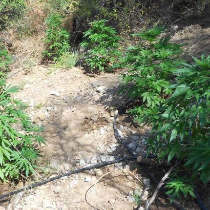 Οι φυτείες εντοπίστηκαν στο Δήμο Μαλεβιζίου.