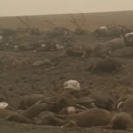 Σοκαριστικό βίντεο με χιλιάδες καμένα κουφάρια κοάλα, καγκουρό και προβάτων.jpg