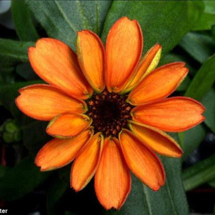 space flower