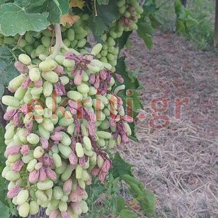 αμπέλια καύσωνας