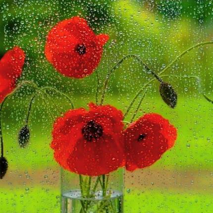 spring-rain.jpg