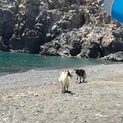 κατσίκες λέντας