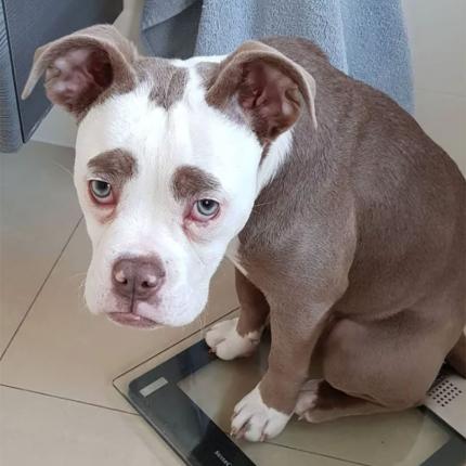 θλιμμένο σκυλί