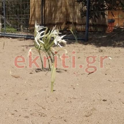 κρινάκια κρήτη