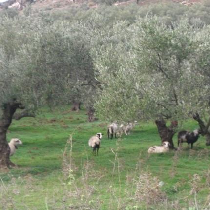 παράνομη βόσκηση