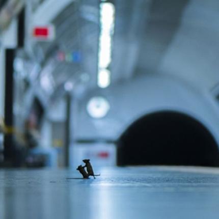 ποντικια στο μετρο Λονδίνου