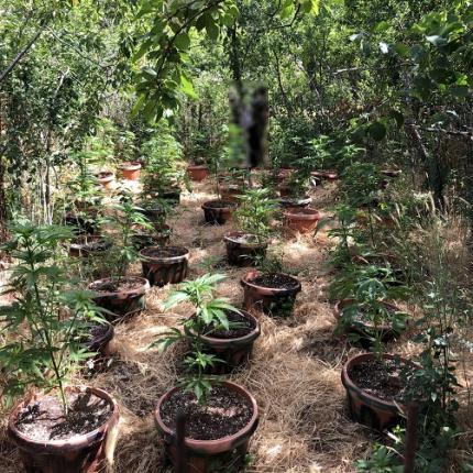 φυτεία κάνναβης